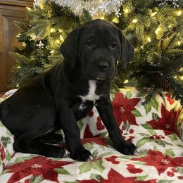 Belle - Black female Cane Corso puppy in Lititz, Pennsylvania from Lititz Cane Corsos