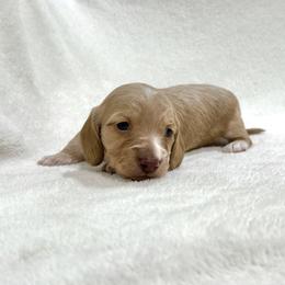 Latte - Piebald Dachshund puppy in Luling, Texas from Kristina's Dachshunds