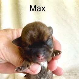 MAX - Sable spotted white male Chihuahua puppy in Richmond, Virginia from Bayberry Chihuahuas
