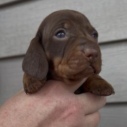 Gray collar boy - Chocolate and tan male Dachshund puppy in Ocala, Florida from Dalmar Floridachs