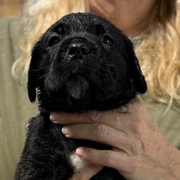 Lilac - Black brindle female Cane Corso puppy in Paris, Texas from Knucklehead Cane Corso