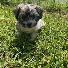 Pongo - Black and white male Havanese puppy in Weeki Wachee, Florida from Fluffy Paws Puppies