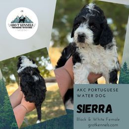 Sierra - Black and white female Portuguese Water Dog puppy in Weston, Idaho from Gro-T Kennels
