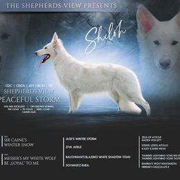 Shiloh - German Shepherd
