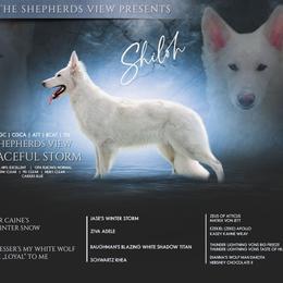 Shiloh - German Shepherd
