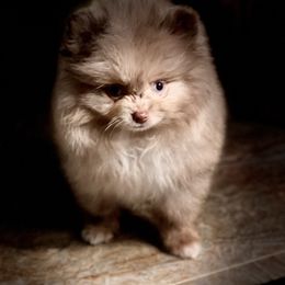 Pomeranian Puppies from Heartlove Poms