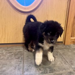 Australian Shepherd Puppies from Discovery Hill Australian Shepherds