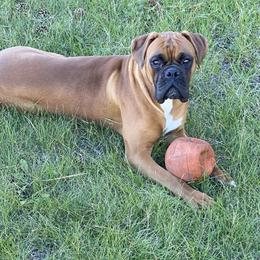 Brutus - Boxer