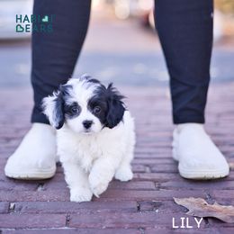 Cavapoo, Cavapoochon, and Companion Cross Puppies from Habibi Bears