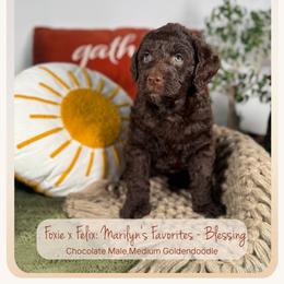 Blessing - Chocolate male Goldendoodle puppy in Waterford, Michigan from Oh My Doodness!