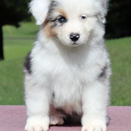 Australian Shepherd and Golden Retriever Puppies from Shadomoon