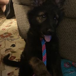 German Shepherd Puppies from Eisenkraft K9’s