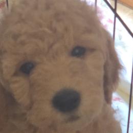 Goldendoodles from Sunshine Doodles