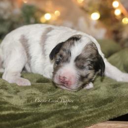 Z - Black and white male Cockapoo puppy in Lowry City, Missouri from Cooper Creek Puppies