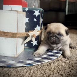 Purple female - Fawn female Pug puppy in Baylis, Illinois from Cameo's Pugs