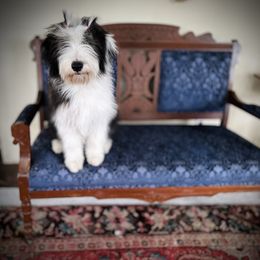 Bearded Collie and Border Collie Puppies from Beloved Bearded & Border Collies