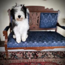 Bearded Collie and Border Collie Puppies from Beloved Bearded & Border Collies