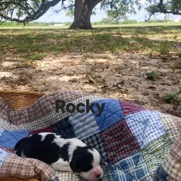 Rocky - Tri-color male Cavalier King Charles Spaniel puppy in Stockdale, Texas from Great Oaks Farm Cavaliers