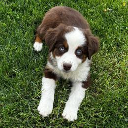 Red Tri Female, White Collar, Blue Eyes - Red tri female Miniature Australian Shepherd puppy in Parma, Idaho from Arena Valley Acres