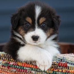 Australian Shepherds from Hilltop Aussies