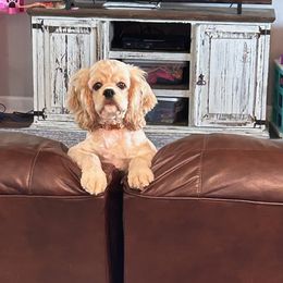 Cocker Spaniel Puppies from Gates Cocker Spaniels