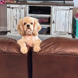 Cocker Spaniel Puppies from Gates Cocker Spaniels