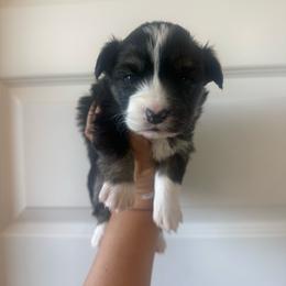 Goldie- fluffy female - Black and tan female Pembroke Welsh Corgi puppy in Red Bluff, California from Wilder Ranch Corgis