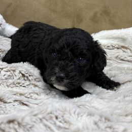 Teton - female Australian Mountain Doodle puppy in Bristow, Oklahoma from 10-Acre Woods Cockapoos