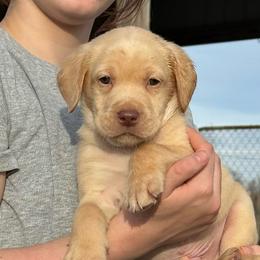 Forrest - Yellow male Labrador Retriever puppy in Baldwin City, Kansas from Hedge Lane Labradors