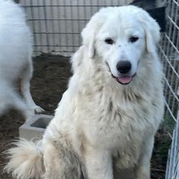 Kieran - Maremma Sheepdog puppy in Kings County, California from Prancing Pony Farm Maremma Sheepdogs
