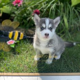 Revolution - Blue male Pomsky puppy in Bay City, Michigan from GrizzLee Bears Perfect Pomskies