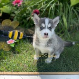 Revolution - Blue male Pomsky puppy in Bay City, Michigan from GrizzLee Bears Perfect Pomskies