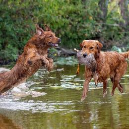Golden Retriever puppies from Pitchpine Retrievers