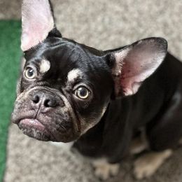 French Bulldogs from Juice.Kennels