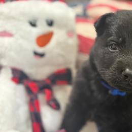 Mr Blue-All Black - Black male German Shepherd puppy in Berlin, Wisconsin from Gypsy Miracle Kennels
