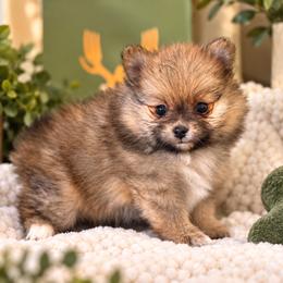 Oakley AKC Male - Orange sable male Pomeranian puppy in Las Vegas, Nevada from POM SOCIETY