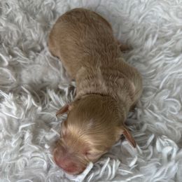 Mellow - Golden female Cockapoo puppy in Tampa, Florida from Designer Puppy Boutique