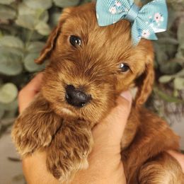 Peaches - Red female Cavapoo puppy in Roseville, California from Heavenly Goldendoodles