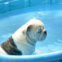 Bulldog and Miniature Australian Shepherd Puppies from RKC English Bulldogs and Mini Aussies