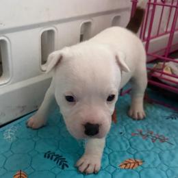 Napa - White and red female Staffordshire Bull Terrier puppy in Port Saint Lucie, Florida from Southern Staffies