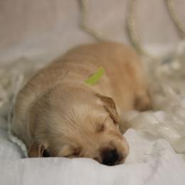 Golden Retriever Puppies from UnrivaledGoldens