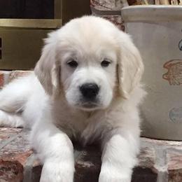 Golden Retrievers from Hearts of Gold Retrievers LLC
