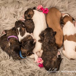 Silken Windhound Puppies from Amethyst Silken Windhounds