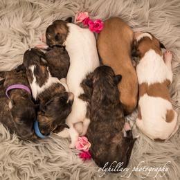 Silken Windhound Puppies from Amethyst Silken Windhounds