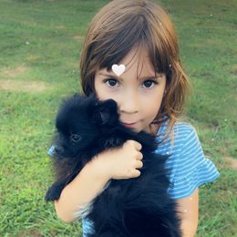 Blacky- blackie - Black male Pomeranian puppy in Childersburg, Alabama from A Sample Of Gods Love Kennels