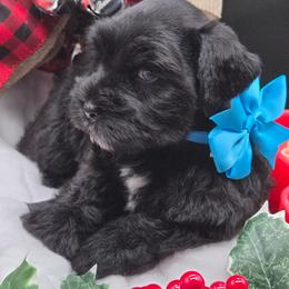 Bolt - Black male Miniature Schnauzer puppy in Hertford, North Carolina from Little Bug Schnauzers