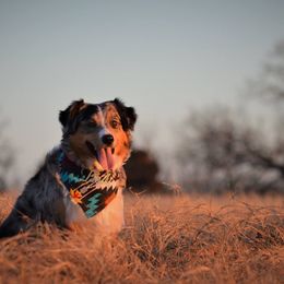 Miniature American Shepherds from Paris Miniature Americans