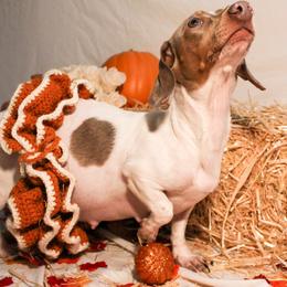 Dachshund All Grown Up from Darling Doxies of Ocala