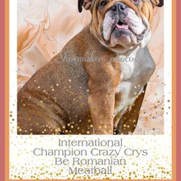 Meatball - Bulldog