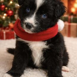Winter - Black & white female Miniature Australian Shepherd puppy in Alexandria, Virginia from Fairfax Aussies